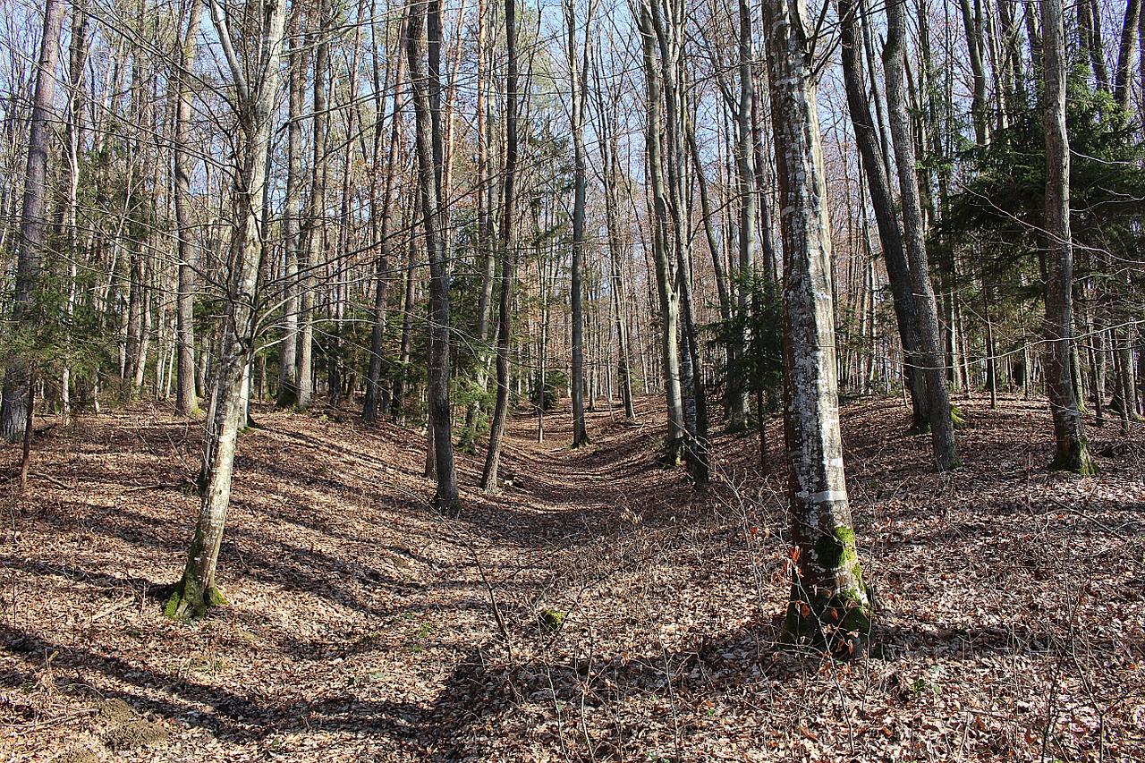 forest trees autumn forest free photo