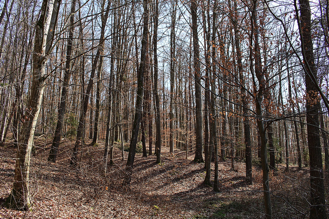 forest trees autumn forest free photo