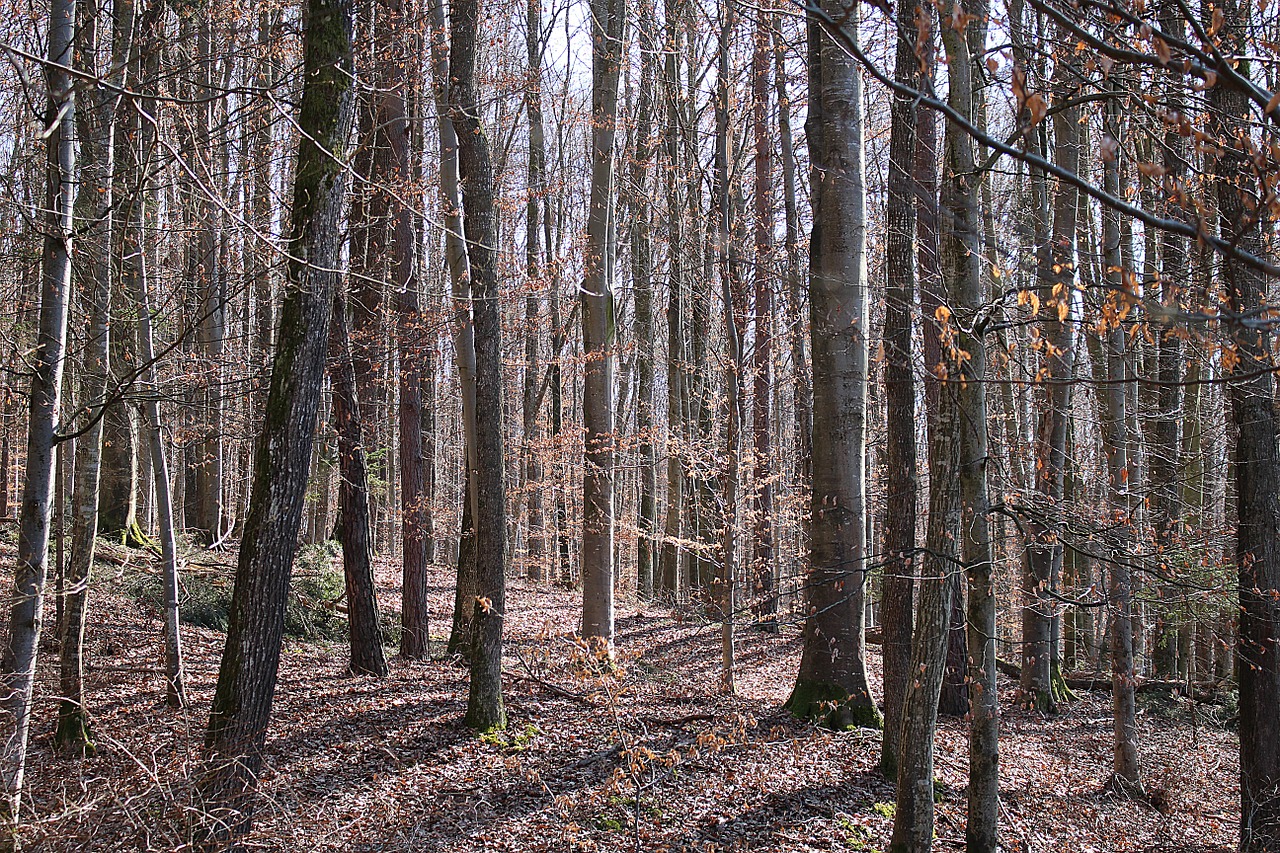 forest trees autumn forest free photo