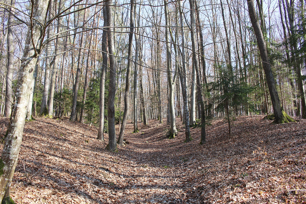 forest trees autumn forest free photo