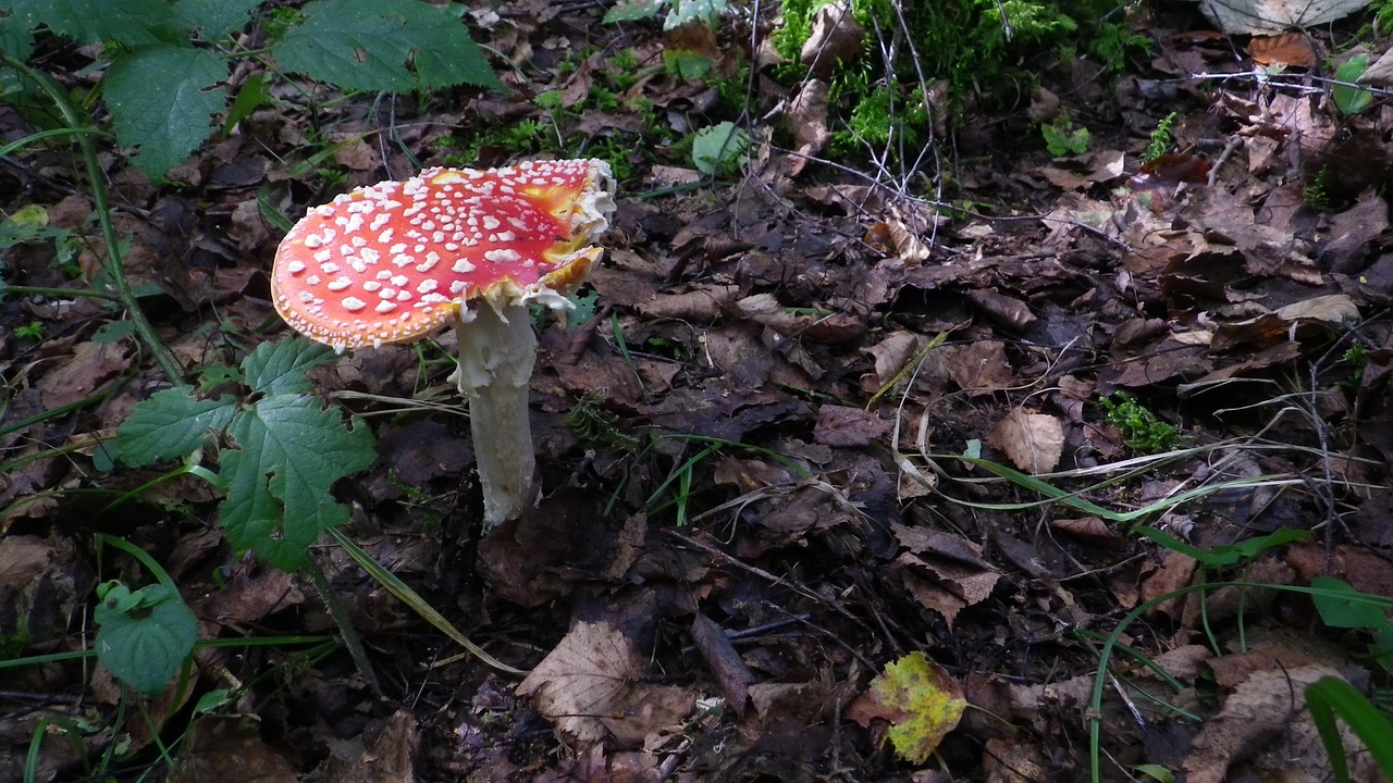 forest mushrooms moss fliegenpilz free photo