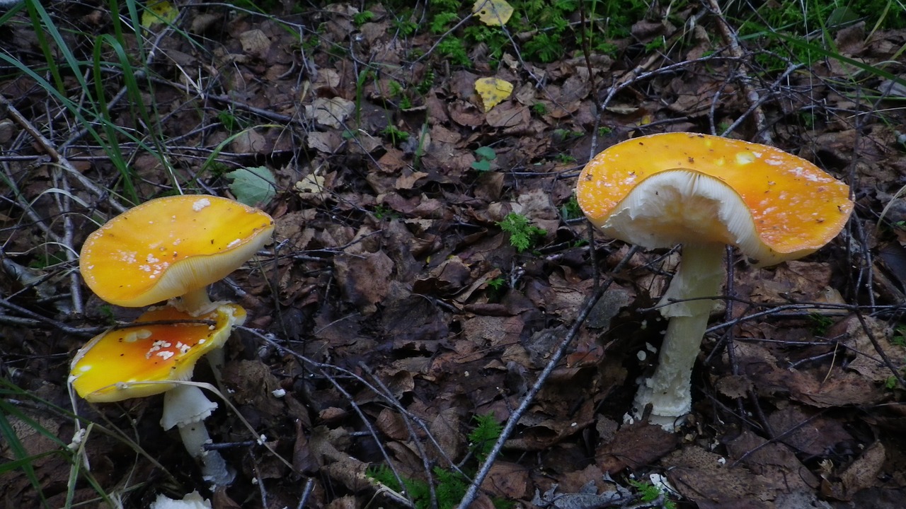 forest mushrooms moss fliegenpliz free photo