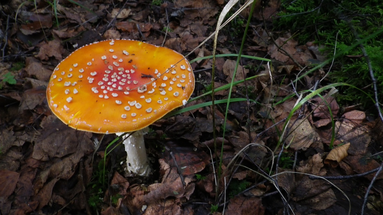 forest mushrooms moss fliegenpilz free photo