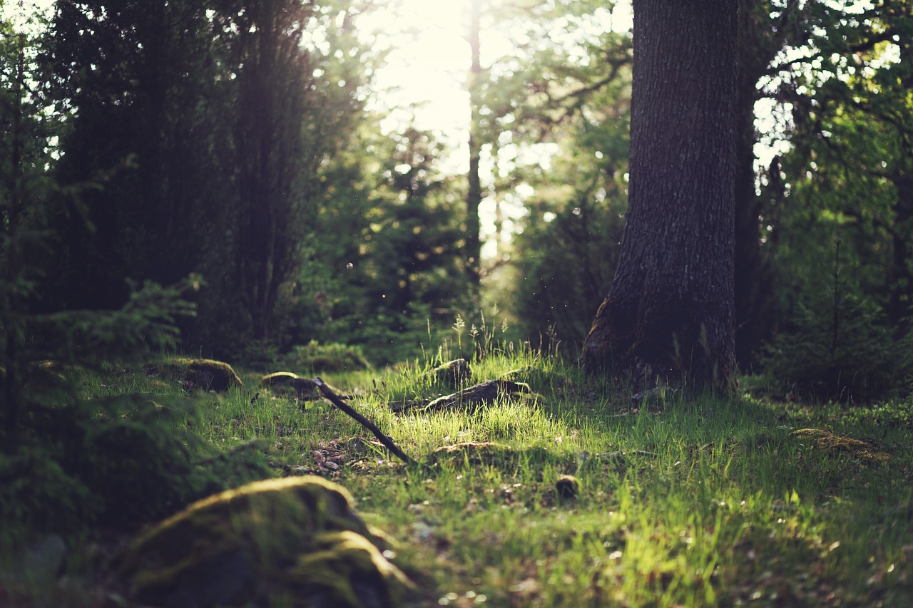 forest trees light free photo