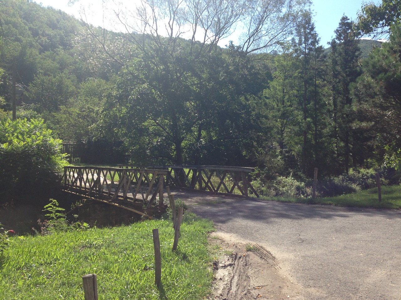 forest bridge serenity free photo