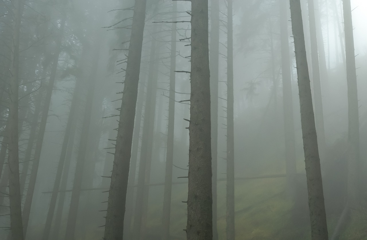 forest mist morning free photo