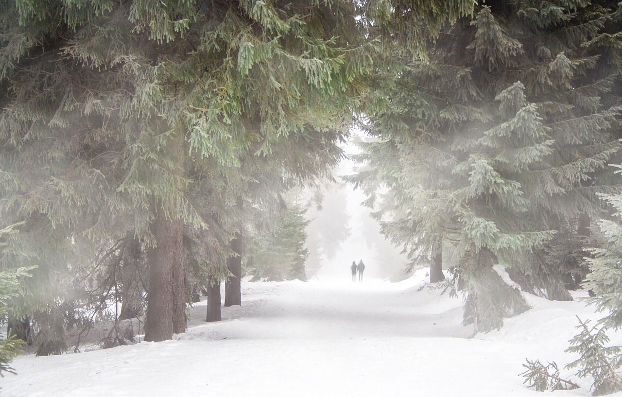 forest human fog free photo