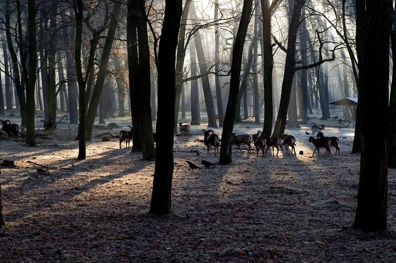 forest light mood free photo