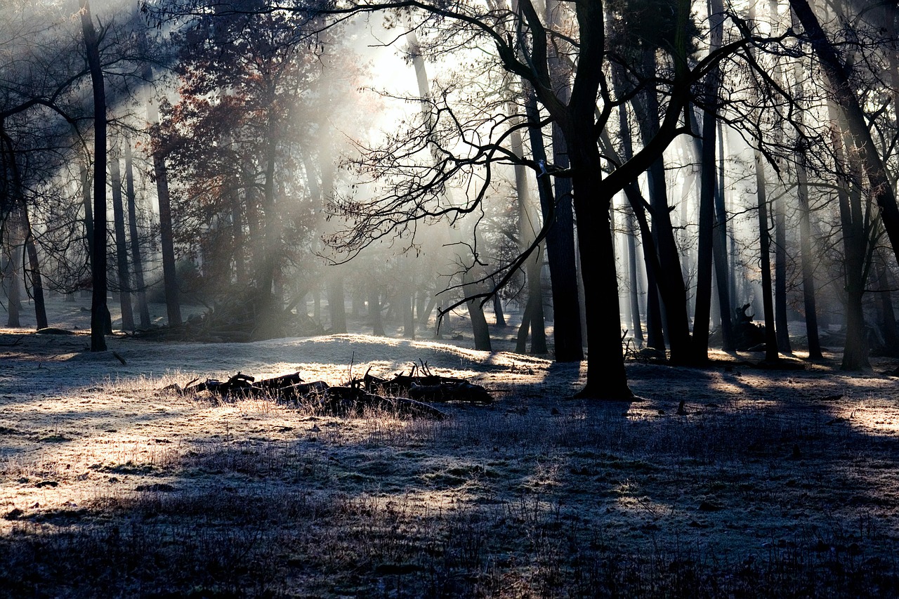 forest light mood free photo