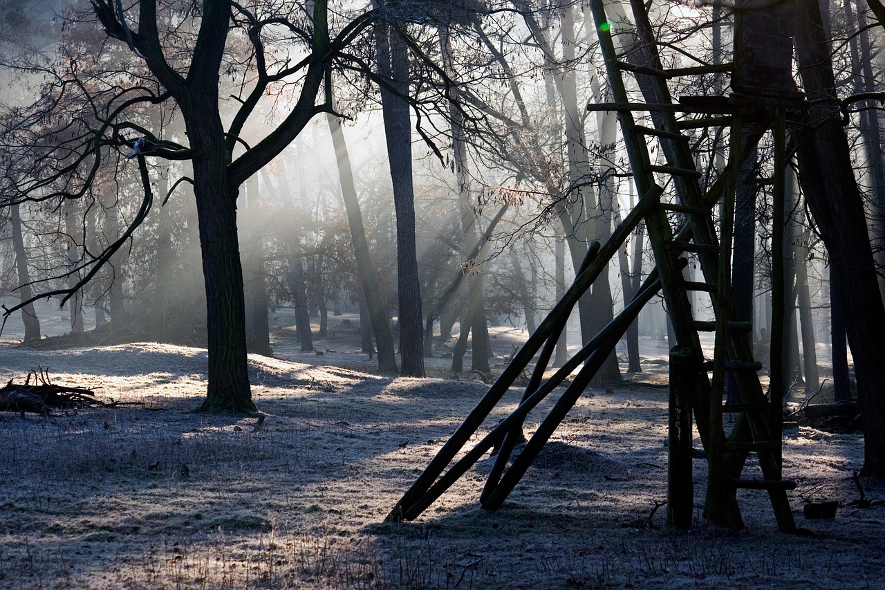 forest light mood free photo