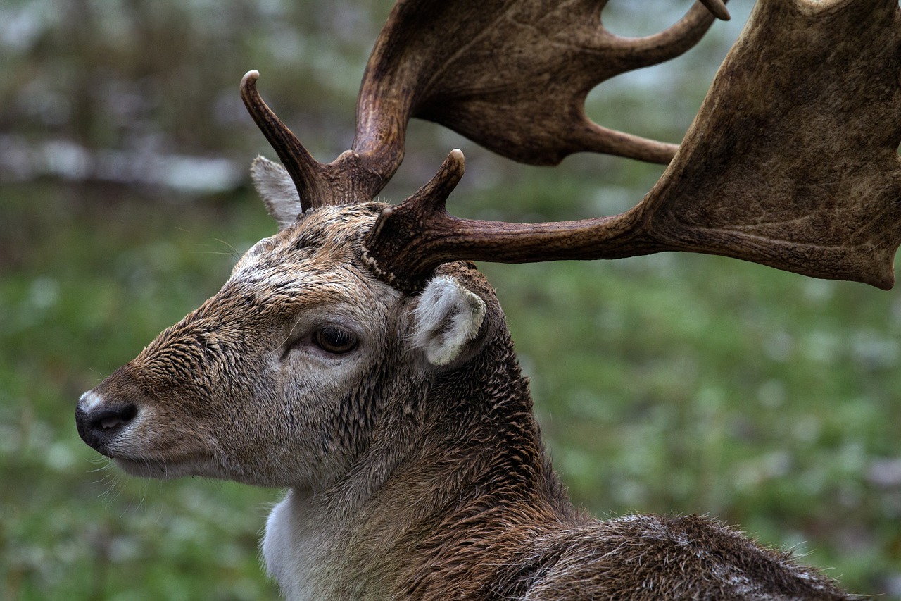 forest wild fallow deer free photo