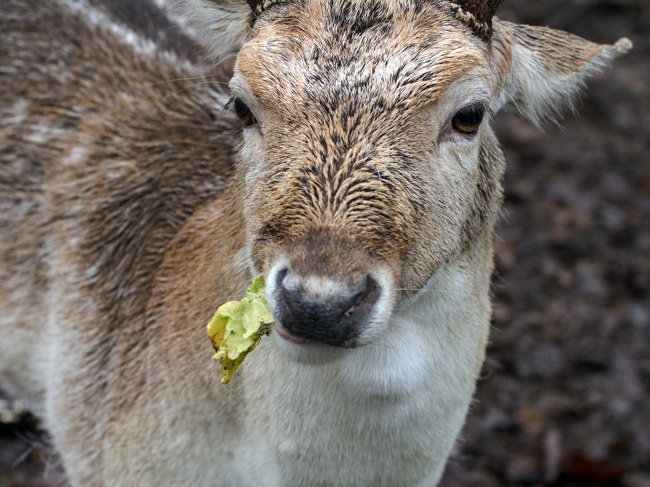 forest wild fallow deer free photo