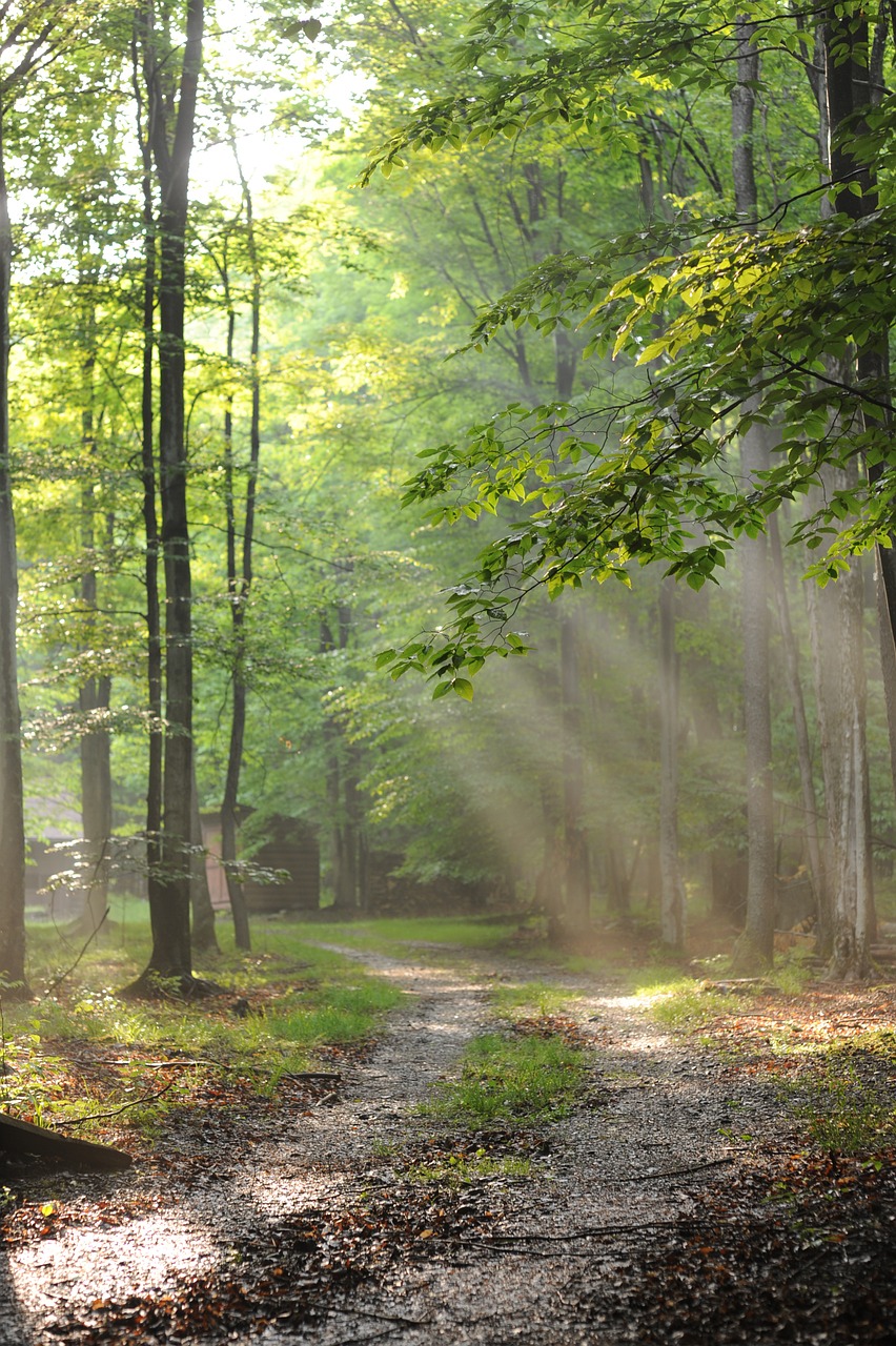 forest trees rays free photo