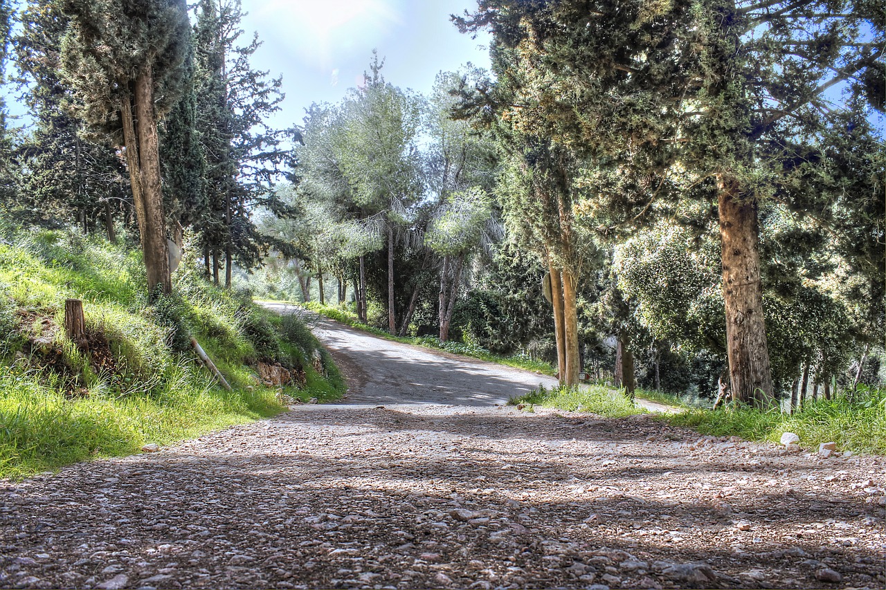 forest trees nature free photo