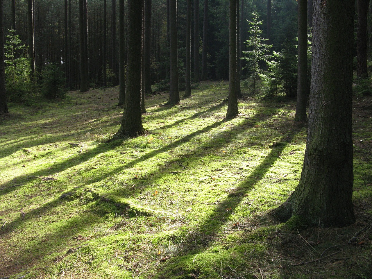 forest tree nature free photo