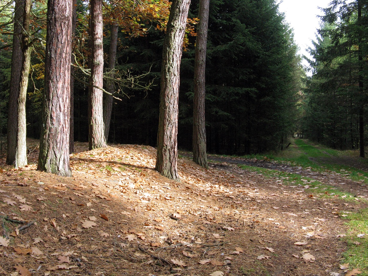 forest forest road trees free photo