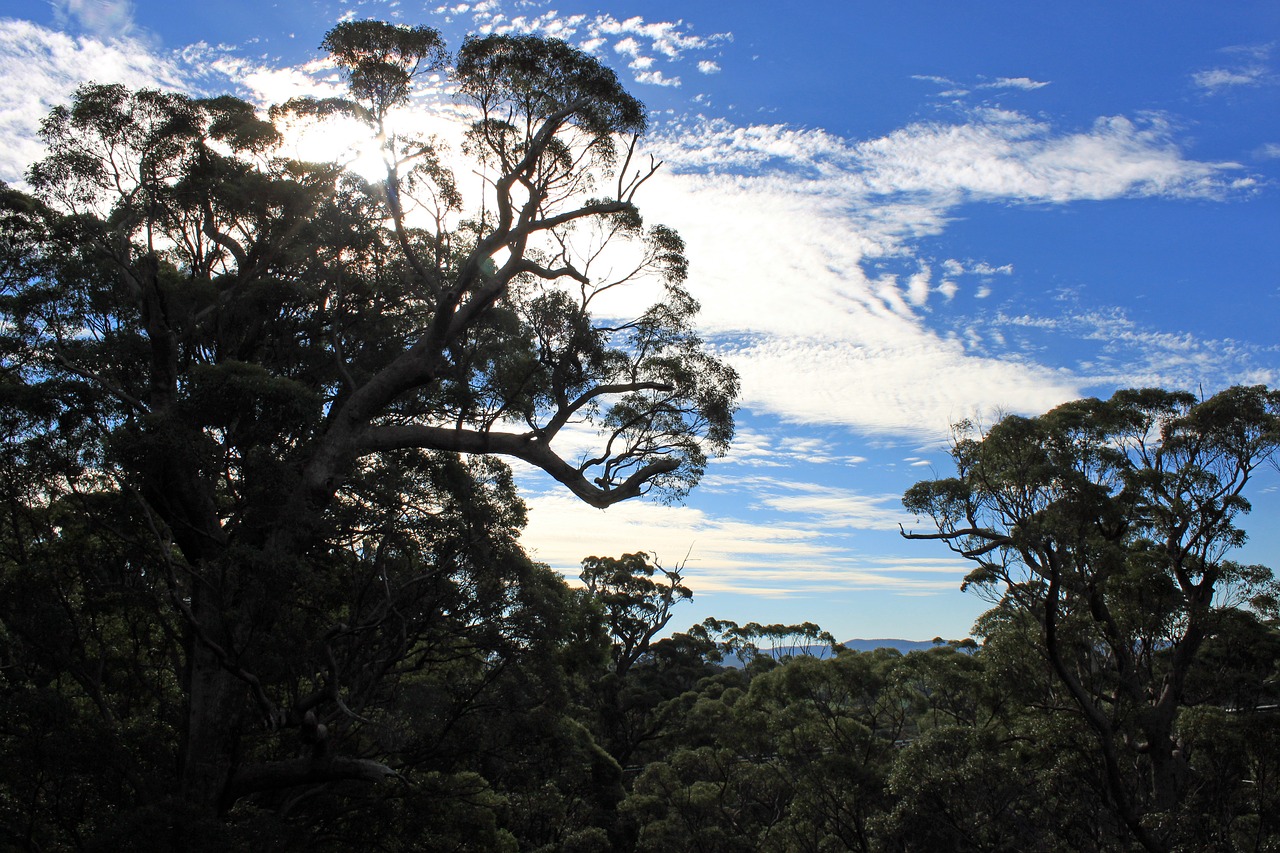 forest back light clouds free photo