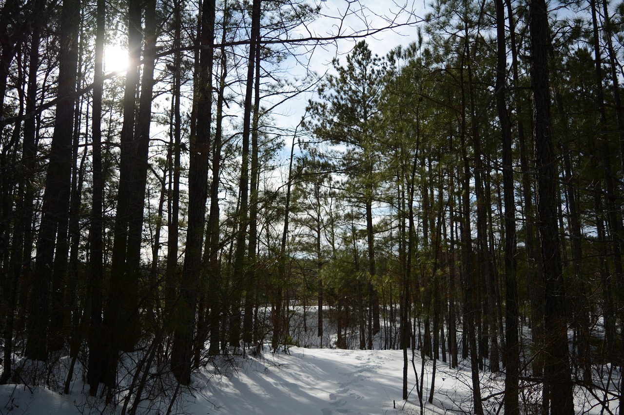 forest sunlight snow free photo