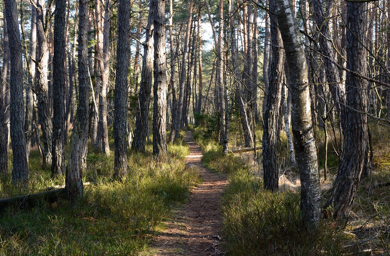 forest pine away free photo