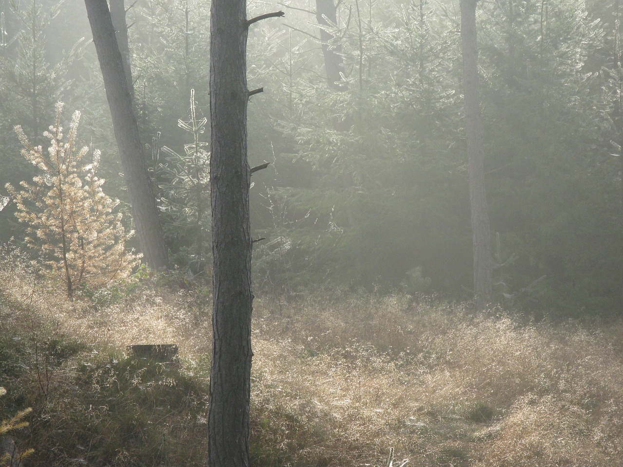 forest forest floor misty free photo