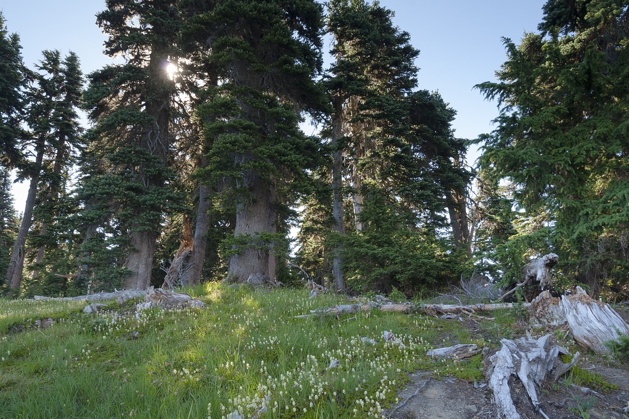 forest the scenery forest trees free photo