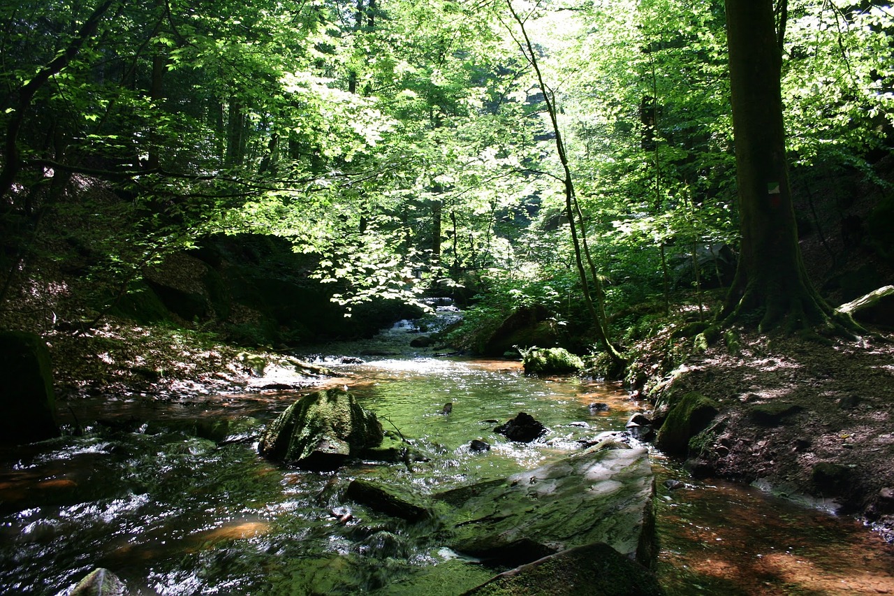 forest nature water free photo