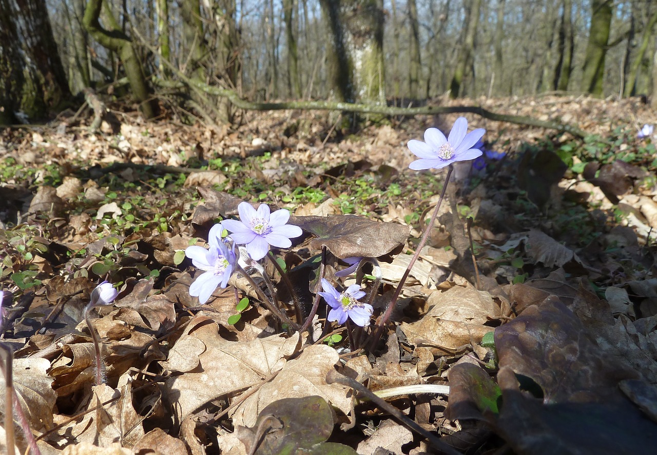 forest spring forest flower free photo