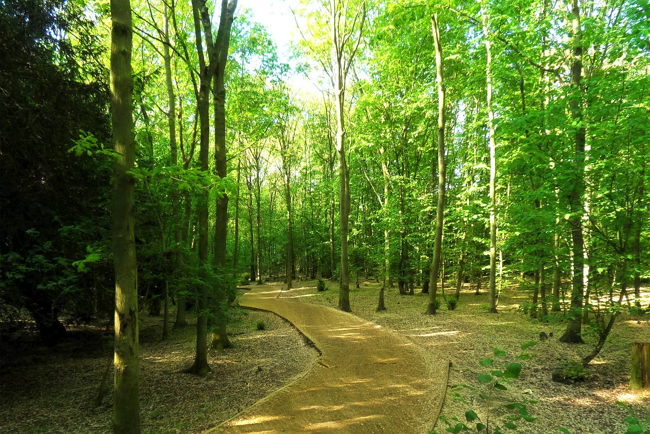 forest leaves trees free photo