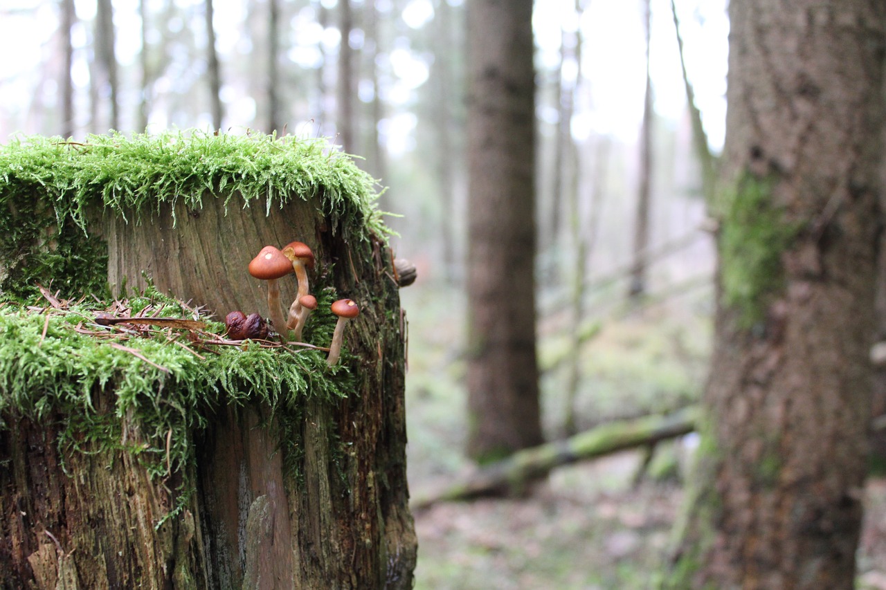 forest mushrooms autumn free photo