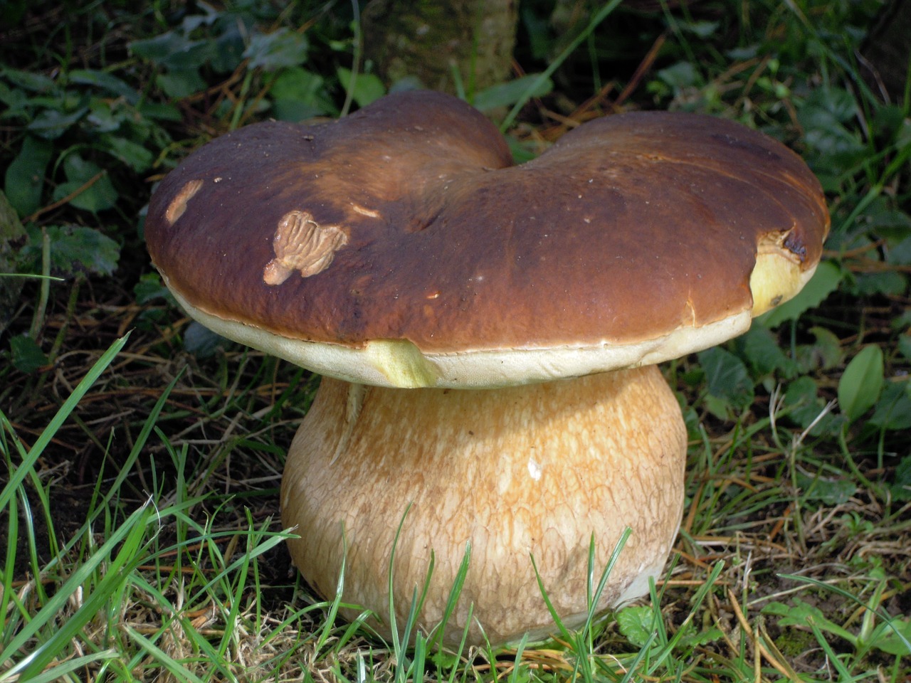 forest fungus nature free photo