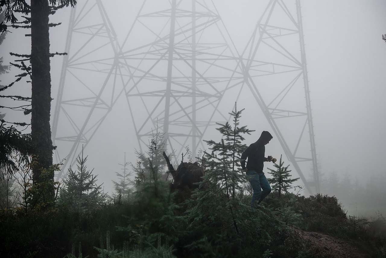 forest fog nature free photo