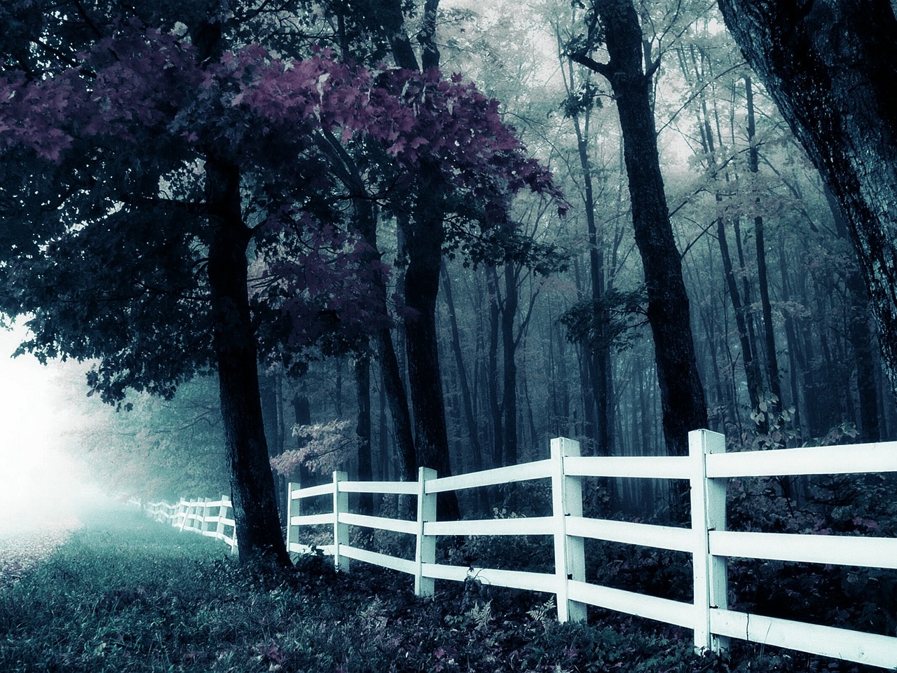 forest fence twilight free photo