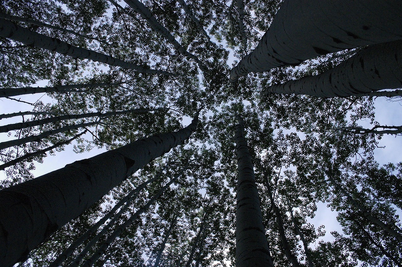 forest trees perspective free photo