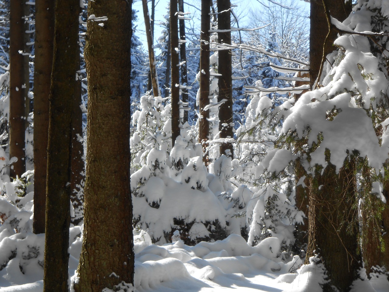 forest winter cold free photo