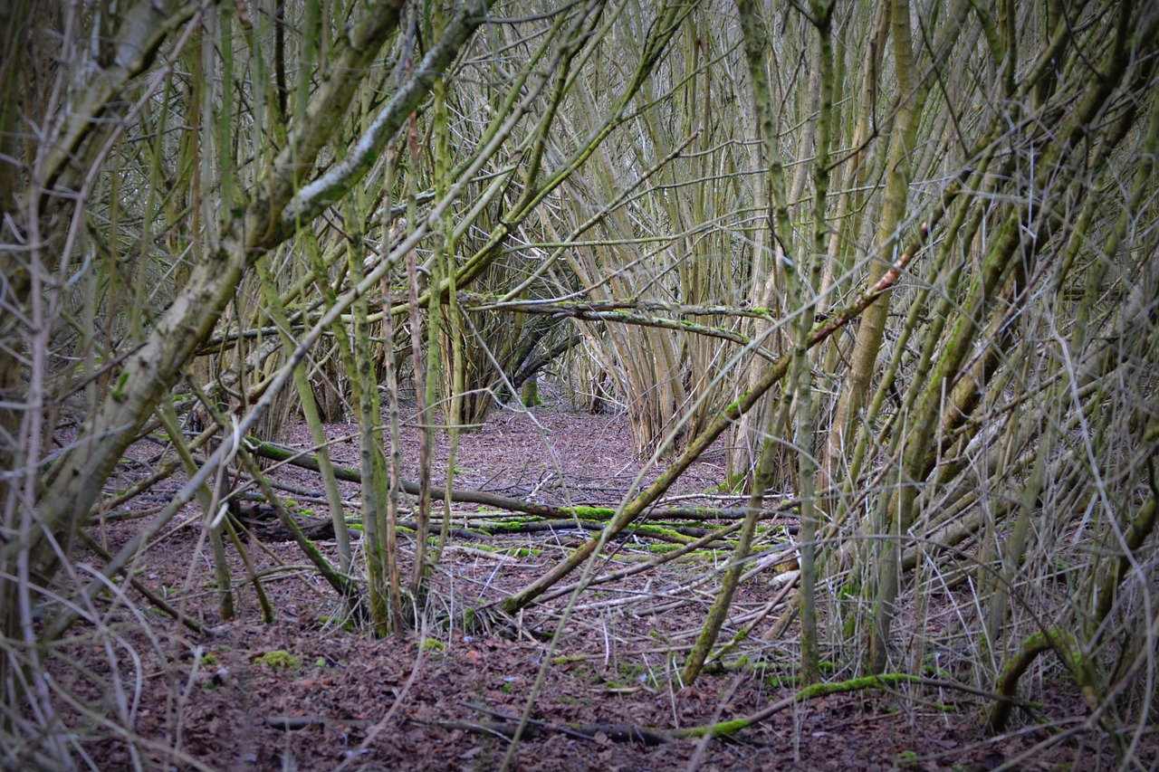 forest branches wood free photo