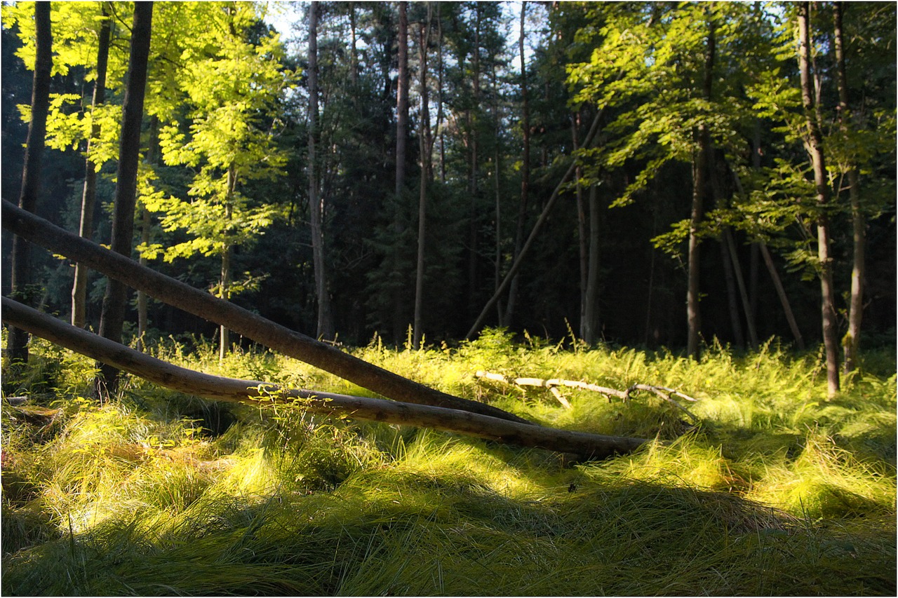 forest nature tree free photo