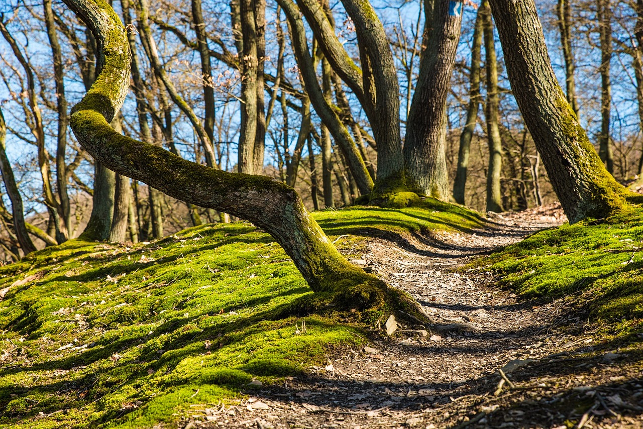 forest hiking trail free photo