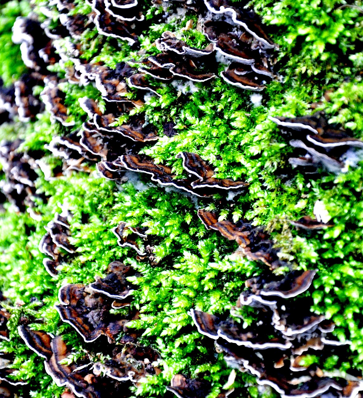 forest mushroom tinder fungus free photo