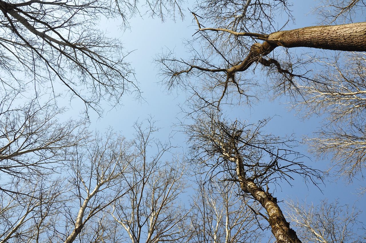 forest trees drava free photo