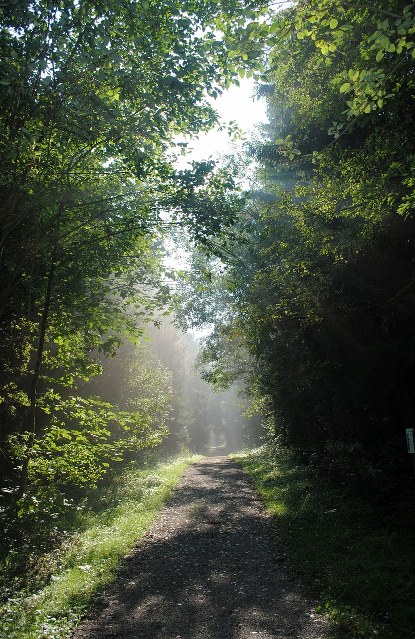 forest sun landscape free photo