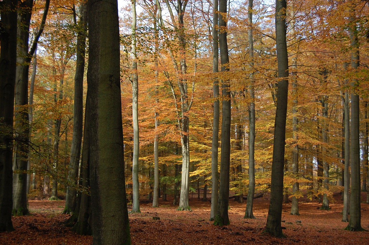 forest autumn nature free photo