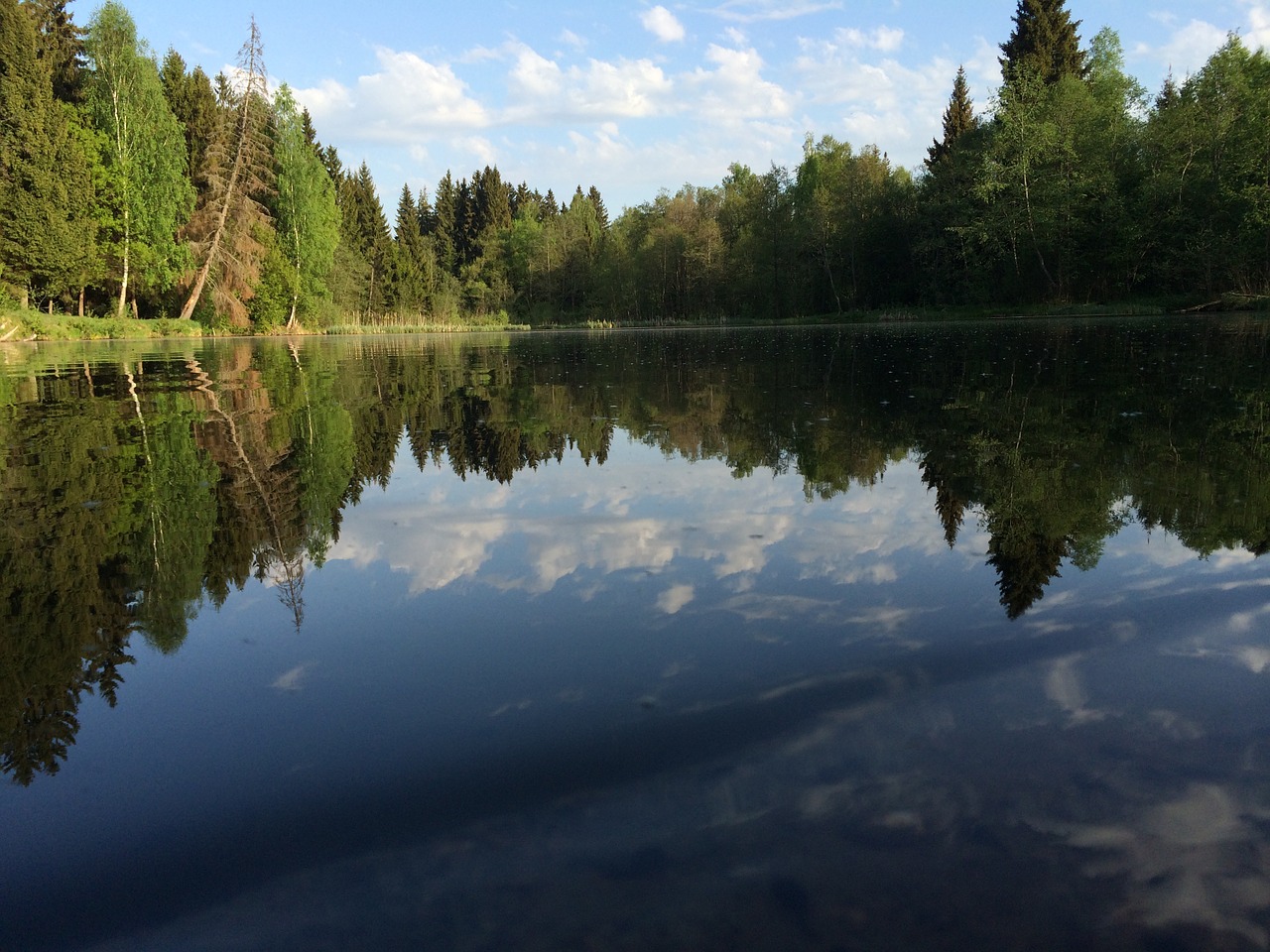 forest pond summer free photo