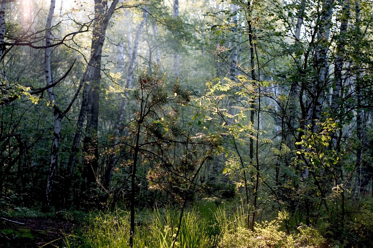 forest nature tree free photo