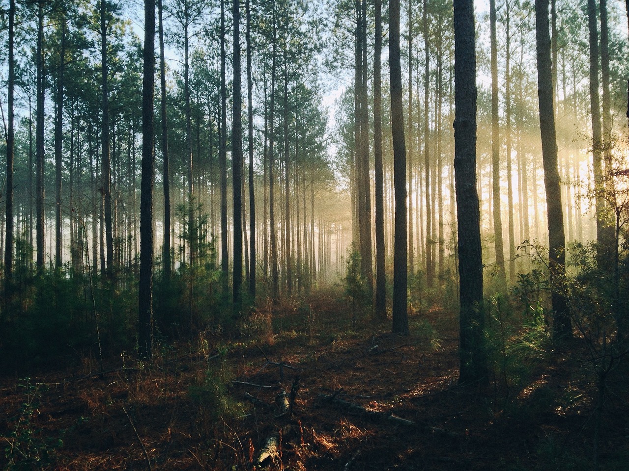 forest trees rays free photo