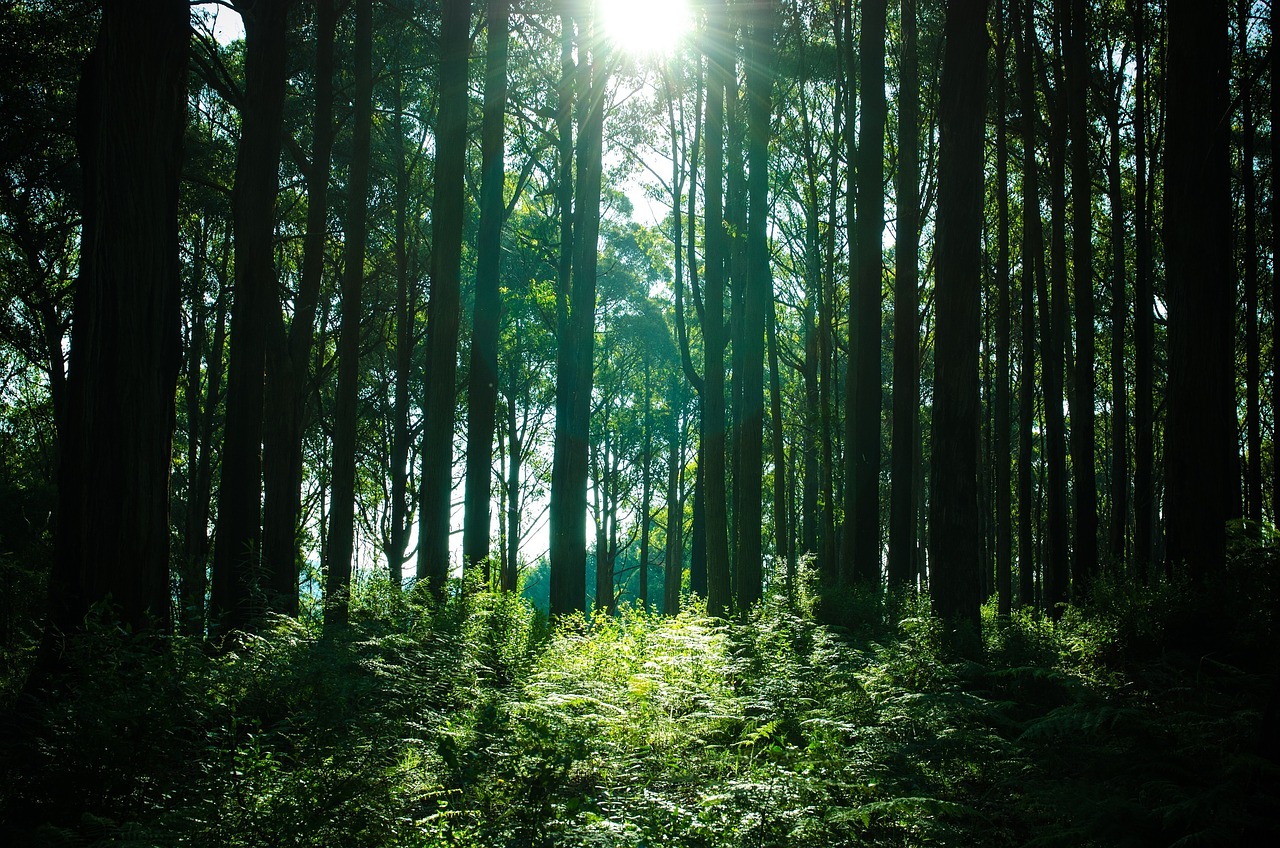 forest trees woods free photo