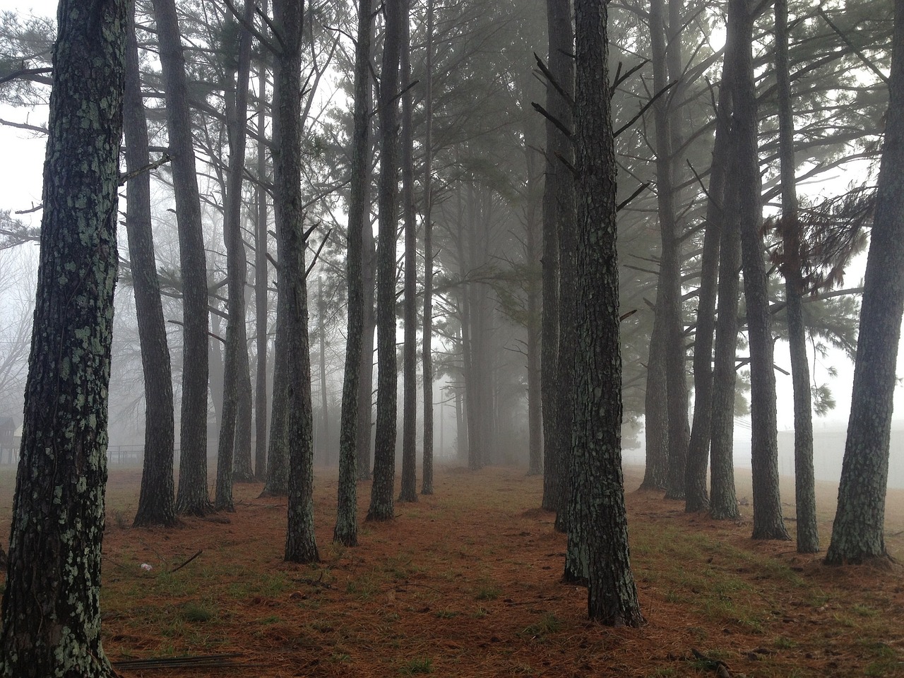 forest foggy trees free photo