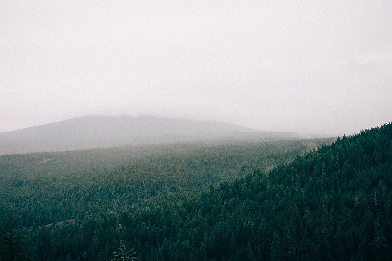 forest fog foggy free photo