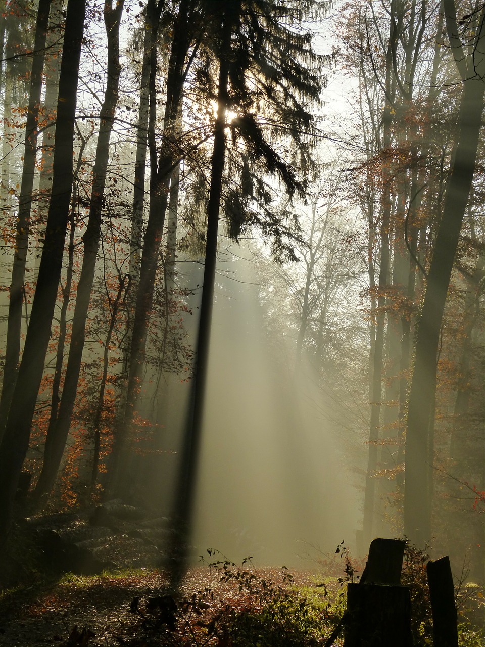 forest fog mood free photo