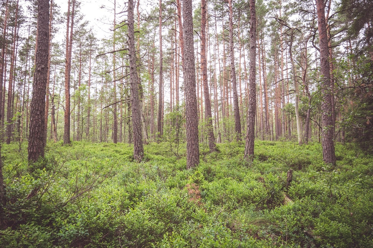 forest woods trees free photo