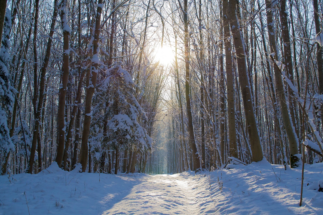 forest snow winter free photo